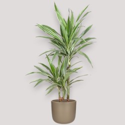 DRACAENA WARNECKEI V19 T2