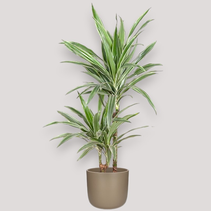 DRACAENA WARNECKEI V19 T2