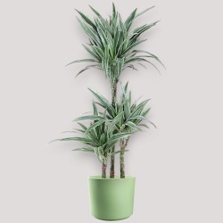 DRACAENA WARNECKEI V21 T3