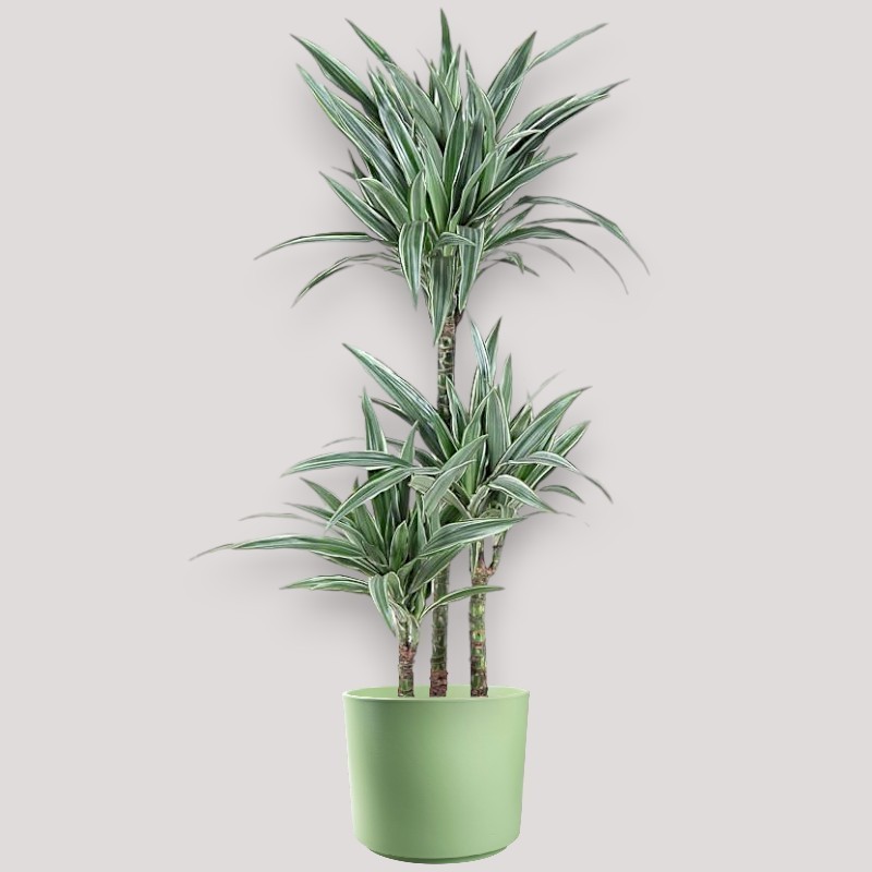 DRACAENA WARNECKEI V21 T3