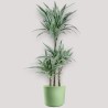 DRACAENA WARNECKEI V21 T3