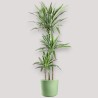 DRACAENA WARNECKEI V24 T3