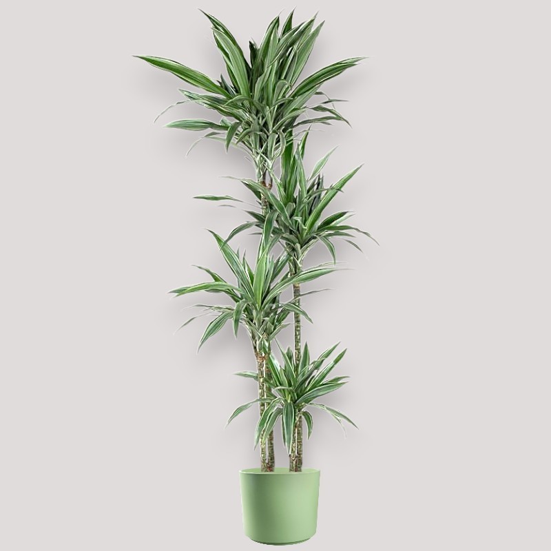 DRACAENA WARNECKEI V27 T4