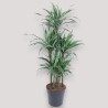 DRACAENA WARNECKEI V31 T6