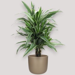 DRACAENA WARNECKEI V21 BRA.