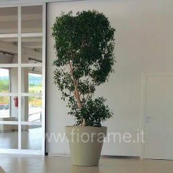 VASO CLASSICO PIANTE E GRANDI AMBIENTI