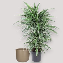 DRACAENA WARNECKEI V24 RAM.