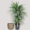 DRACAENA WARNECKEI V24 RAM.