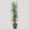 DRACAENA WARNECKEI  V34 BRA.