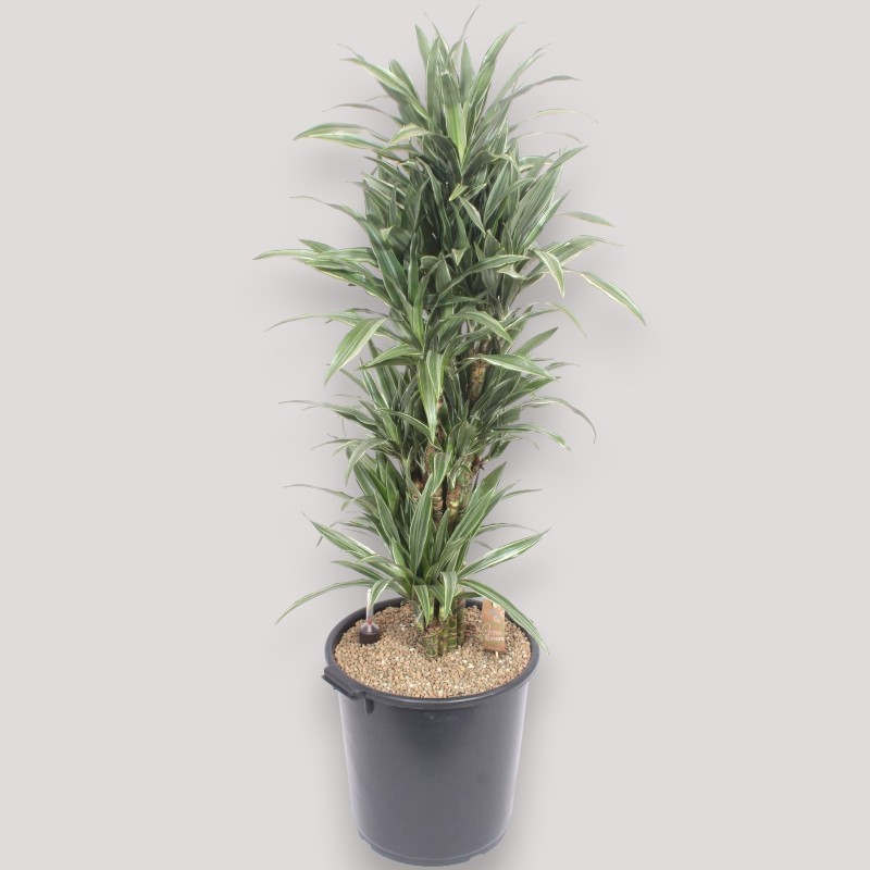 DRACAENA WARNECKEI V40 RAM.