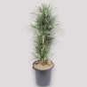 DRACAENA WARNECKEI V40 RAM.