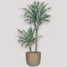 DRACAENA WHITE JEVEL V19 T2