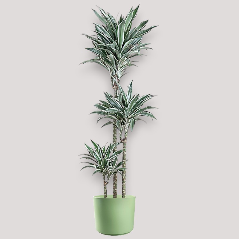 DRACAENA WHITE JEVEL V24 T3