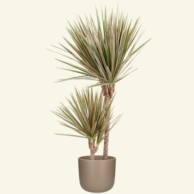DRACAENA MARG. BICOLOR V19 T2