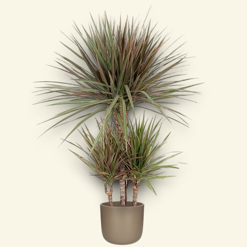 DRACAENA MARG. BICOLOR V21 T4