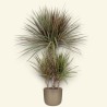 DRACAENA MARG. BICOLOR V21 T4