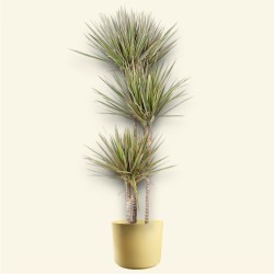 DRACAENA MARG. BICOLOR V24 T3