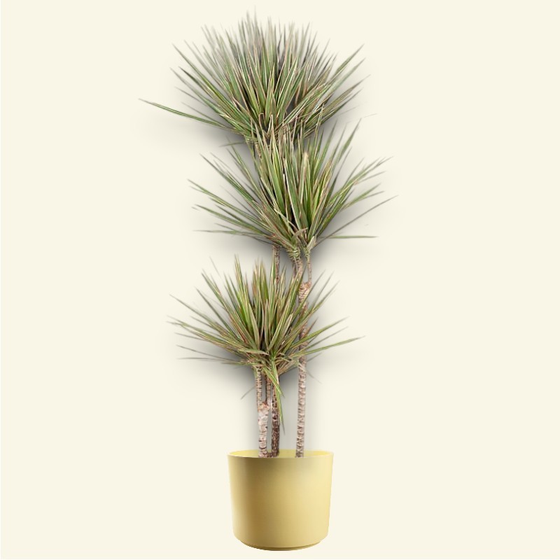 DRACAENA MARG. BICOLOR V24 T3