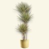 DRACAENA MARG. BICOLOR V24 T3