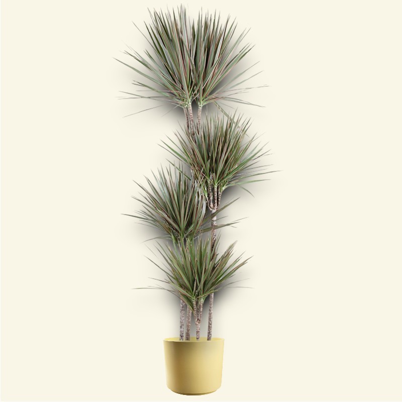 DRACAENA MARG. BICOLOR V27 T4