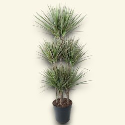 DRACAENA MARG. BICOLOR V31 T6