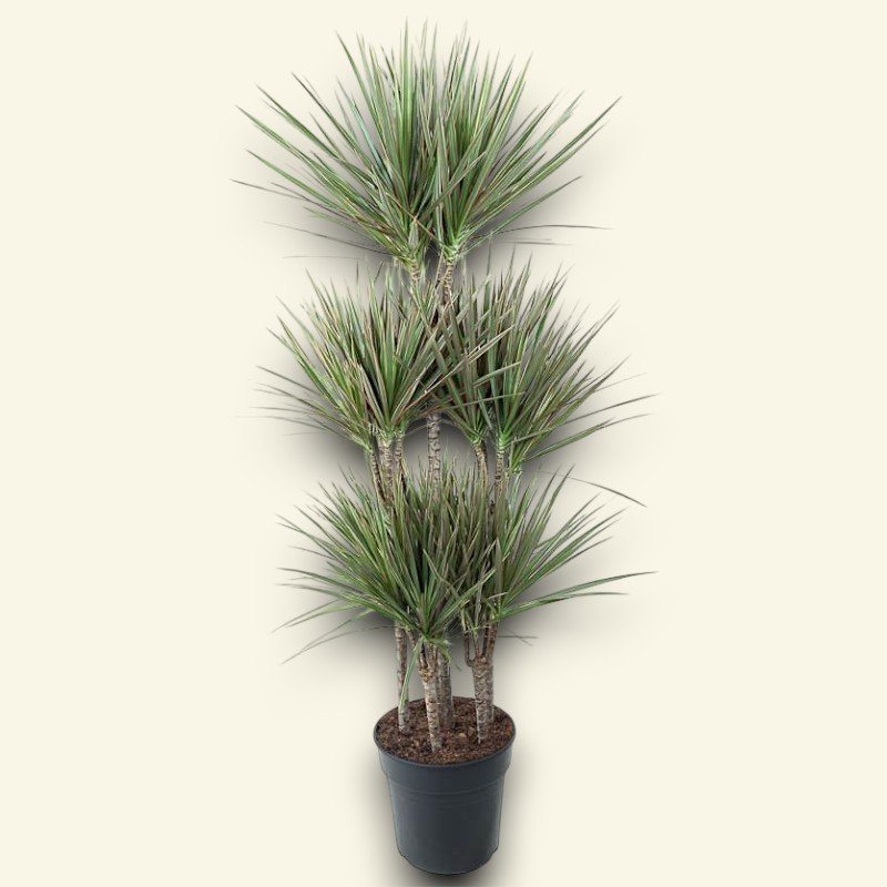 DRACAENA MARG. BICOLOR V31 T6