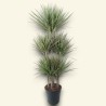 DRACAENA MARG. BICOLOR V31 T6