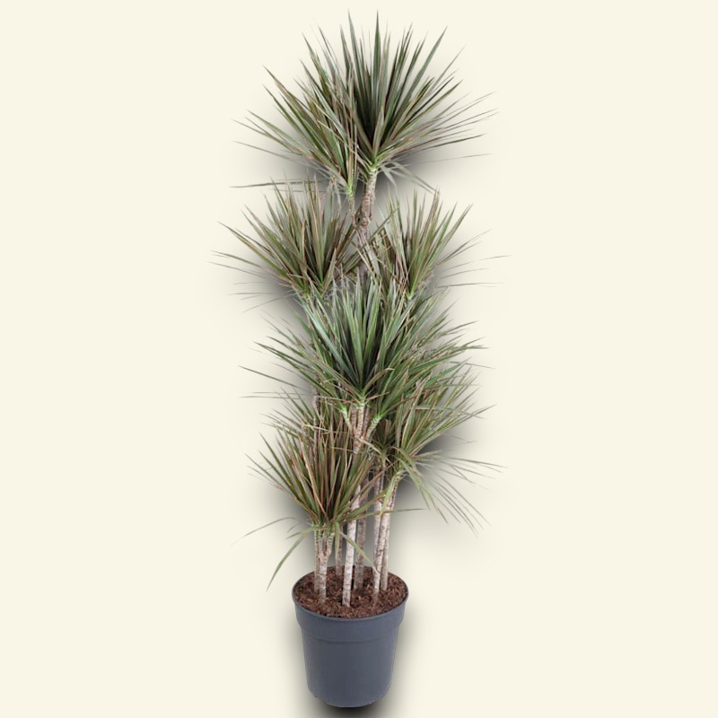 DRACAENA MARG. BICOLOR V34