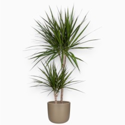 DRACAENA MARGINATA V19 T2