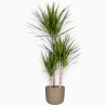 DRACAENA MARGINATA V21 T3