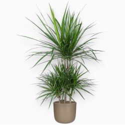 DRACAENA MARGINATA V21 T4