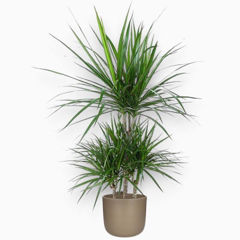 DRACAENA MARGINATA V21 T4