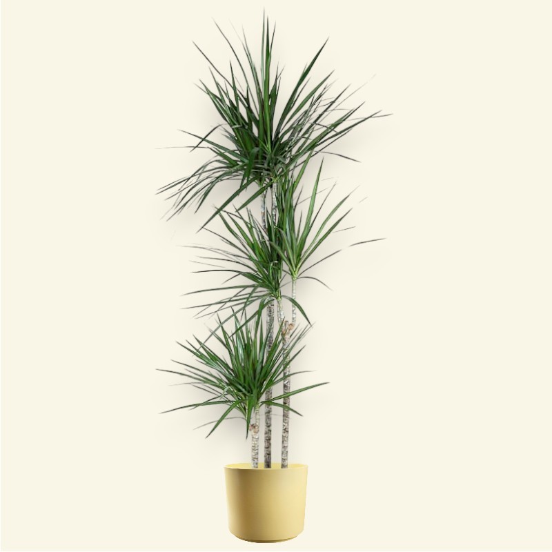 DRACAENA MARGINATA V24 T3