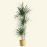 DRACAENA MARGINATA V24 T3