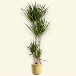 DRACAENA MARGINATA V27 T4 H150