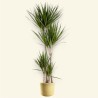 DRACAENA MARGINATA V27 T4 H150