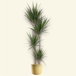 DRACAENA MARGINATA V27 T4 H190