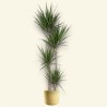 DRACAENA MARGINATA V27 T4 H190