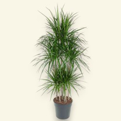 DRACAENA MARGINATA V31 T6