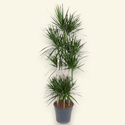 DRACAENA MARGINATA V34 T8