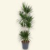 DRACAENA MARGINATA V34 T8