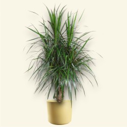 DRACAENA MARGINATA V27 BRA.