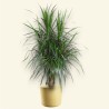 DRACAENA MARGINATA V27 BRA.