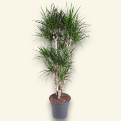 DRACAENA MARGINATA V31 RAM.