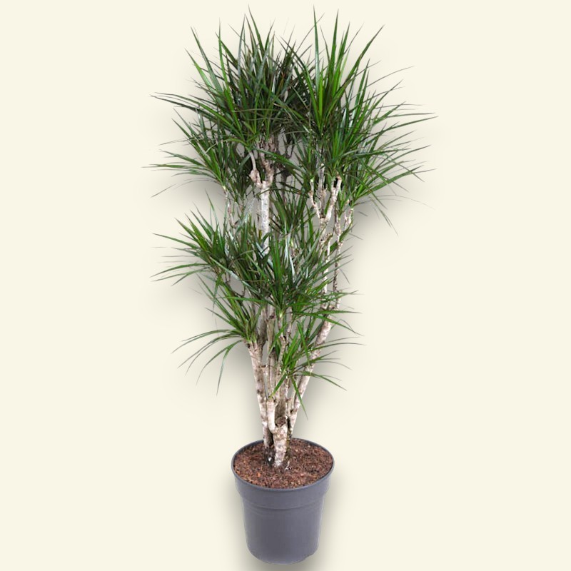 DRACAENA MARGINATA V31 BRA.