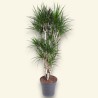 DRACAENA MARGINATA V31 BRA.