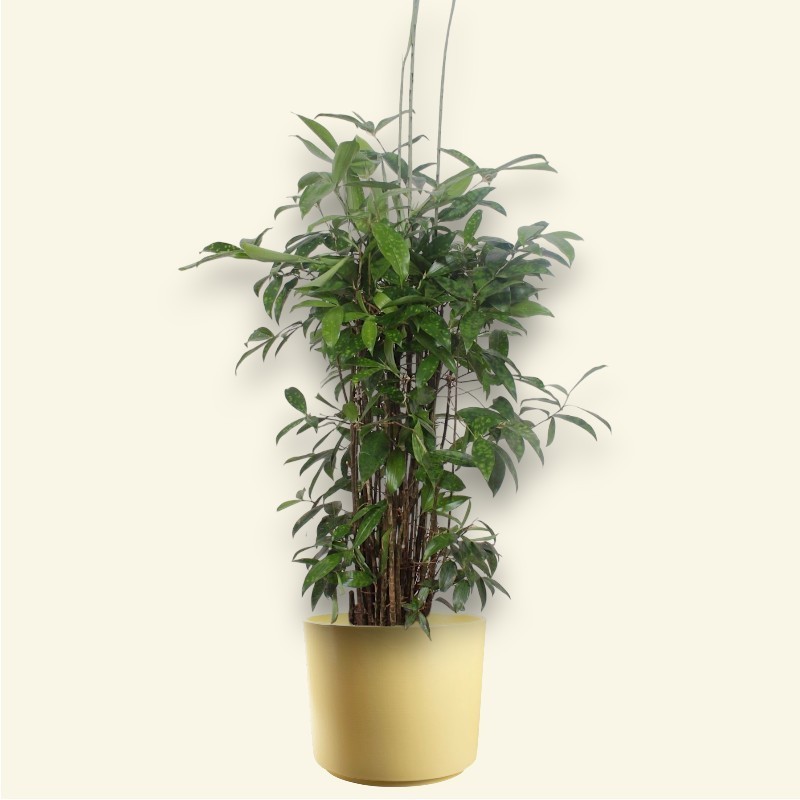 DRACAENA SURCULOSA V27
