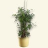 DRACAENA SURCULOSA V27