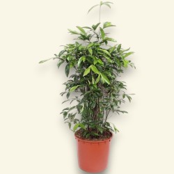 DRACAENA SURCULOSA V34