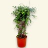 DRACAENA SURCULOSA V34